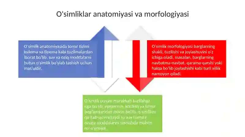 O'simliklar dunyosi 4