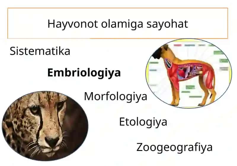 Mamlakatimizda hayvonot olami xilma xil, 4