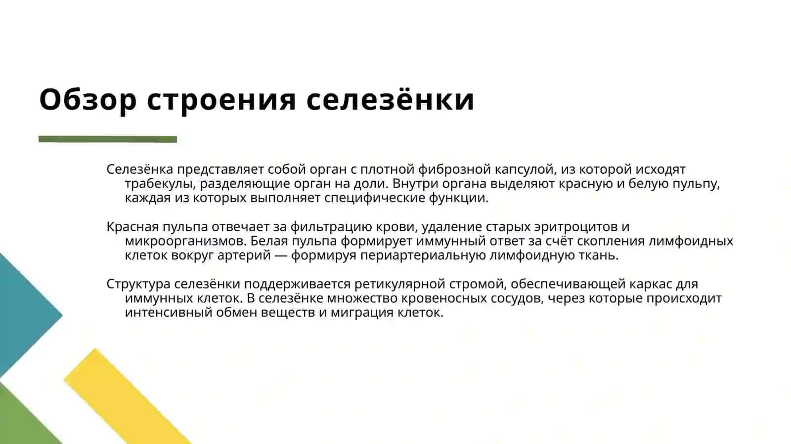 ПЕРИФЕРИЧЕСКИЕ ОРГАНЫ КРОВЕТВОРЕНИЯ ИМУННОЙ ЗАЩИТЫ(СЕЛЕЗЁНКА И ЛИМФАТИЧЕСКИЙ УЗЕЛ) ГИСТОЛОГИЧЕСКИЙ АНАЛИЗ 4