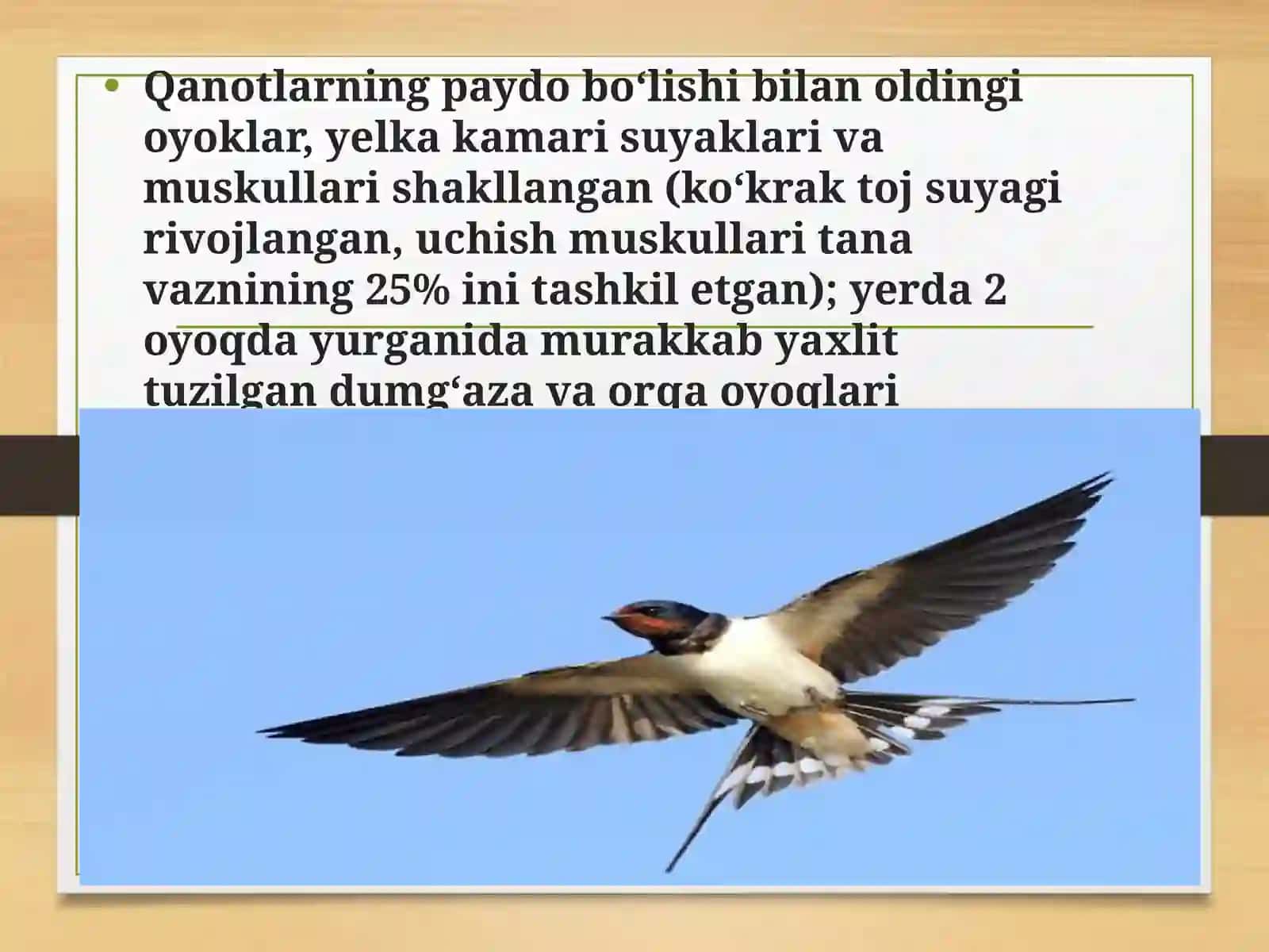 Qushlar migratsiyasi 4
