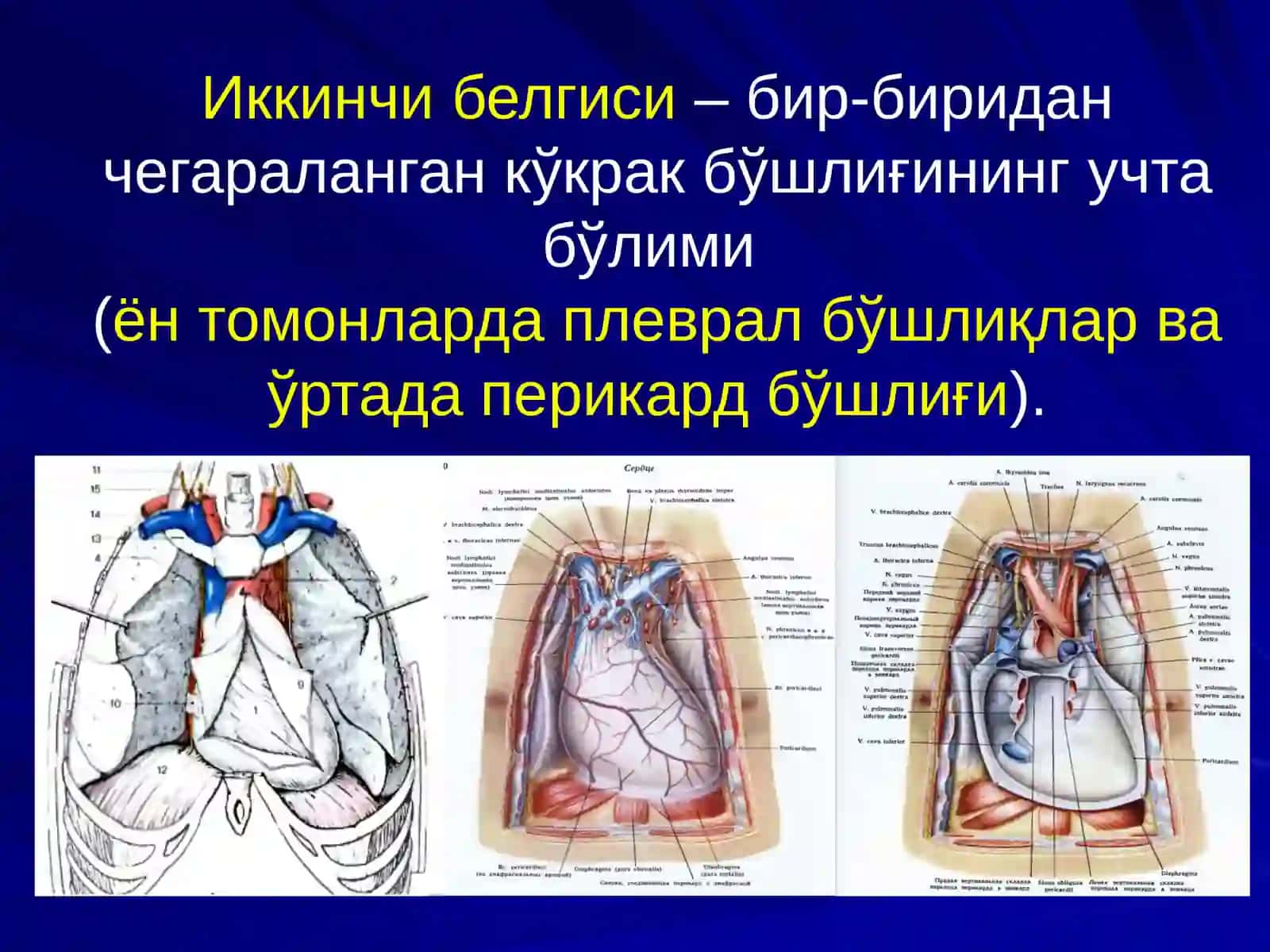 КЎКРАКНИНГ ЖАРРОҲЛИК АНАТОМИЯСИ 4