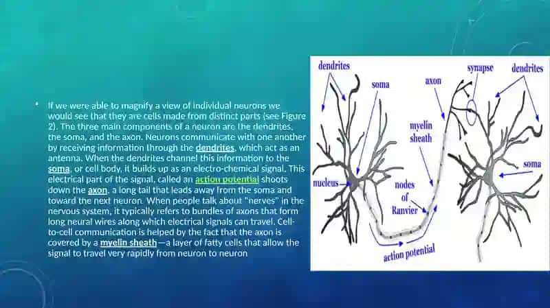 The Central Nervous System 4