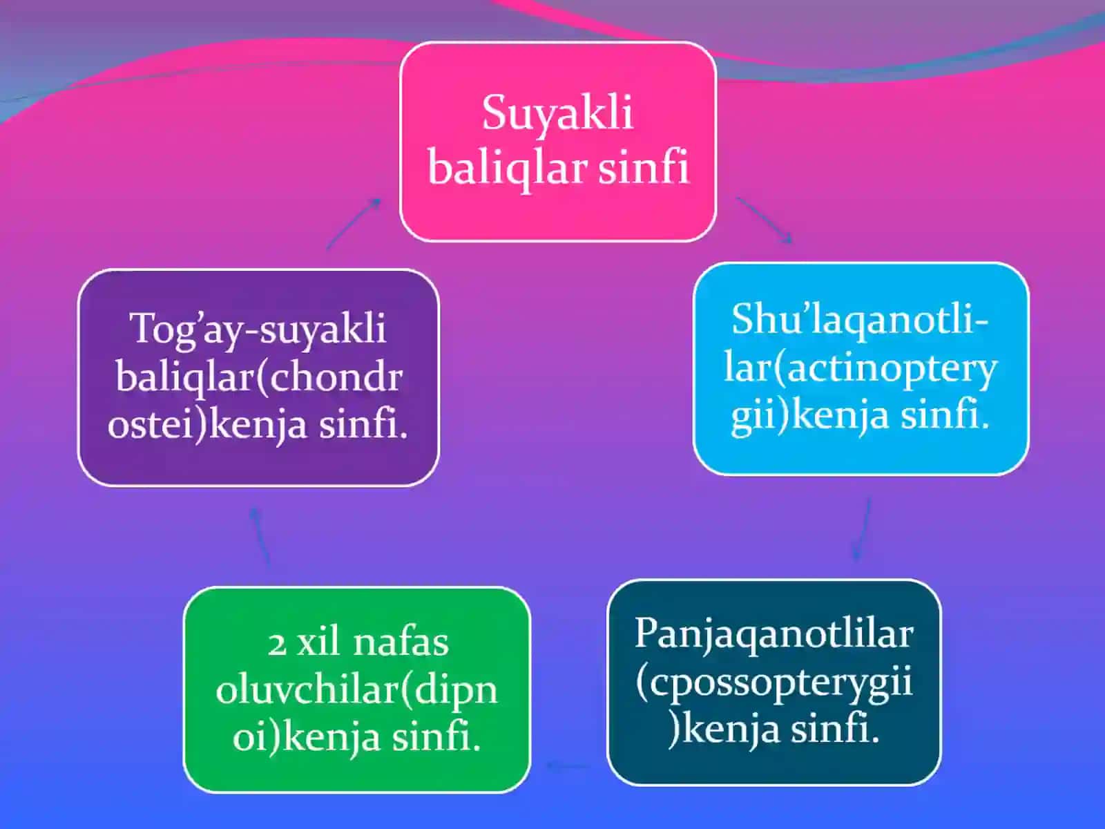 Suyakli baliqlarning turkumlari 4