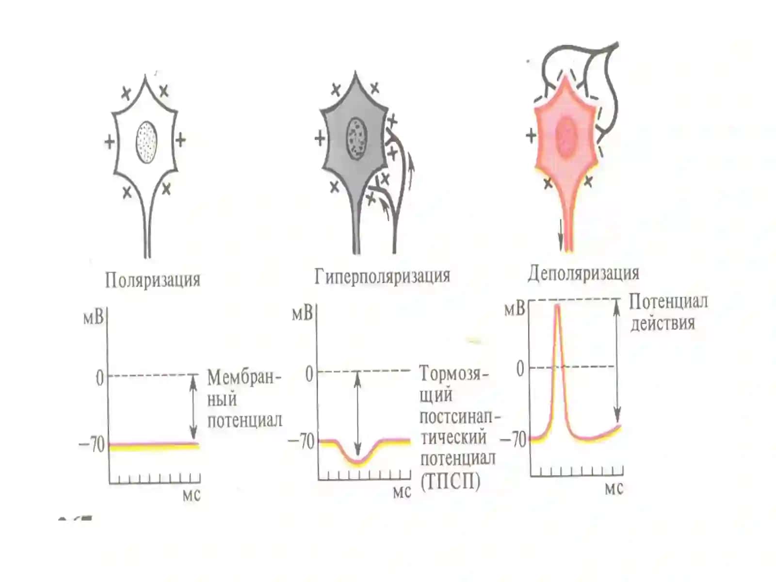 Тормозланиш асаб марказлари 4