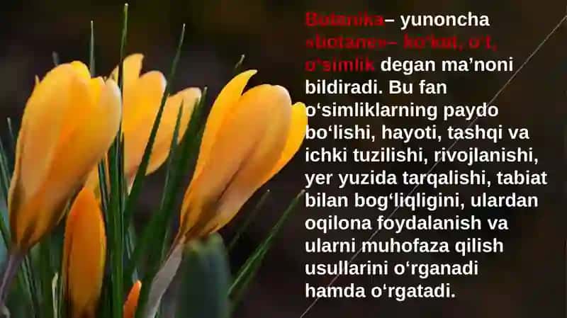 O`simliklarning tuzilishi va funksiyasi 4
