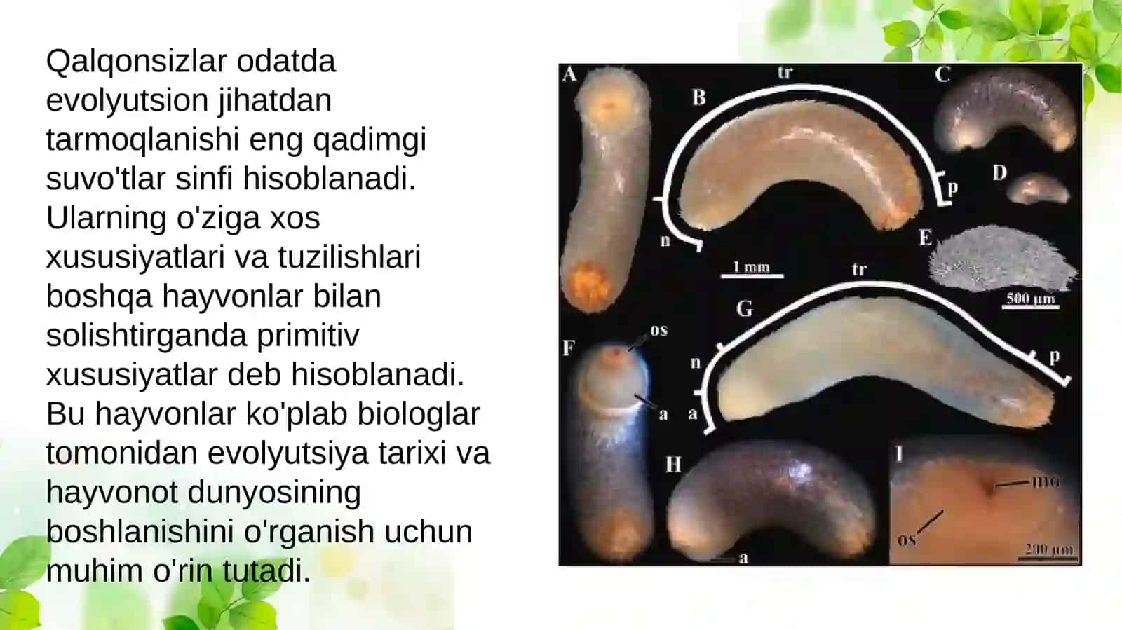 Qalqonsizlar 4