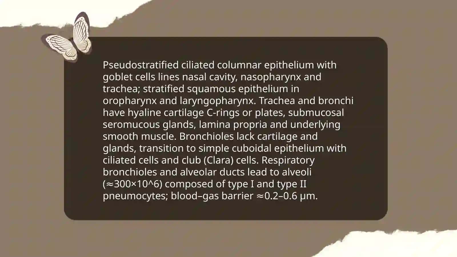Respiratory system 4