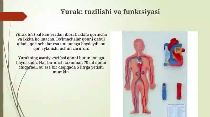 Qon aylanish tizmining asoslari 4
