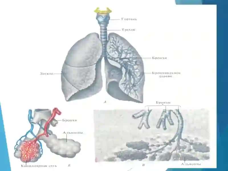 NAFAS FIZIOLOGIYASI 4