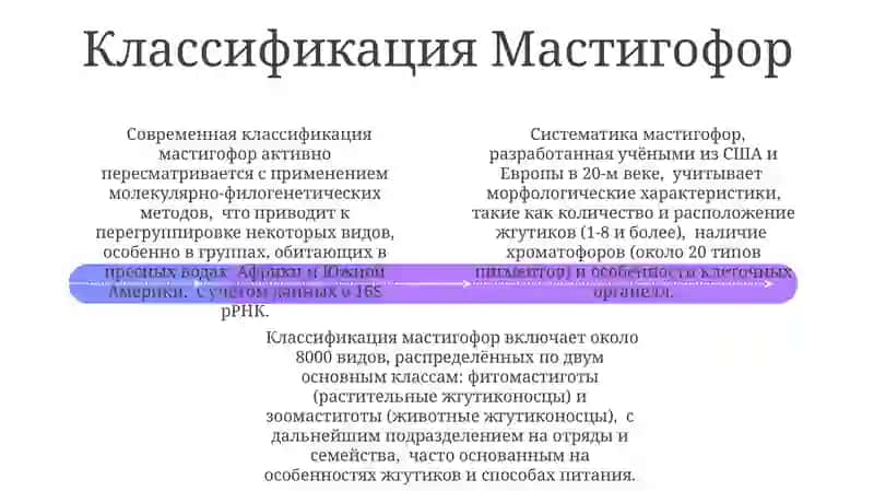 Мастигофоры: Общая характеристика 4