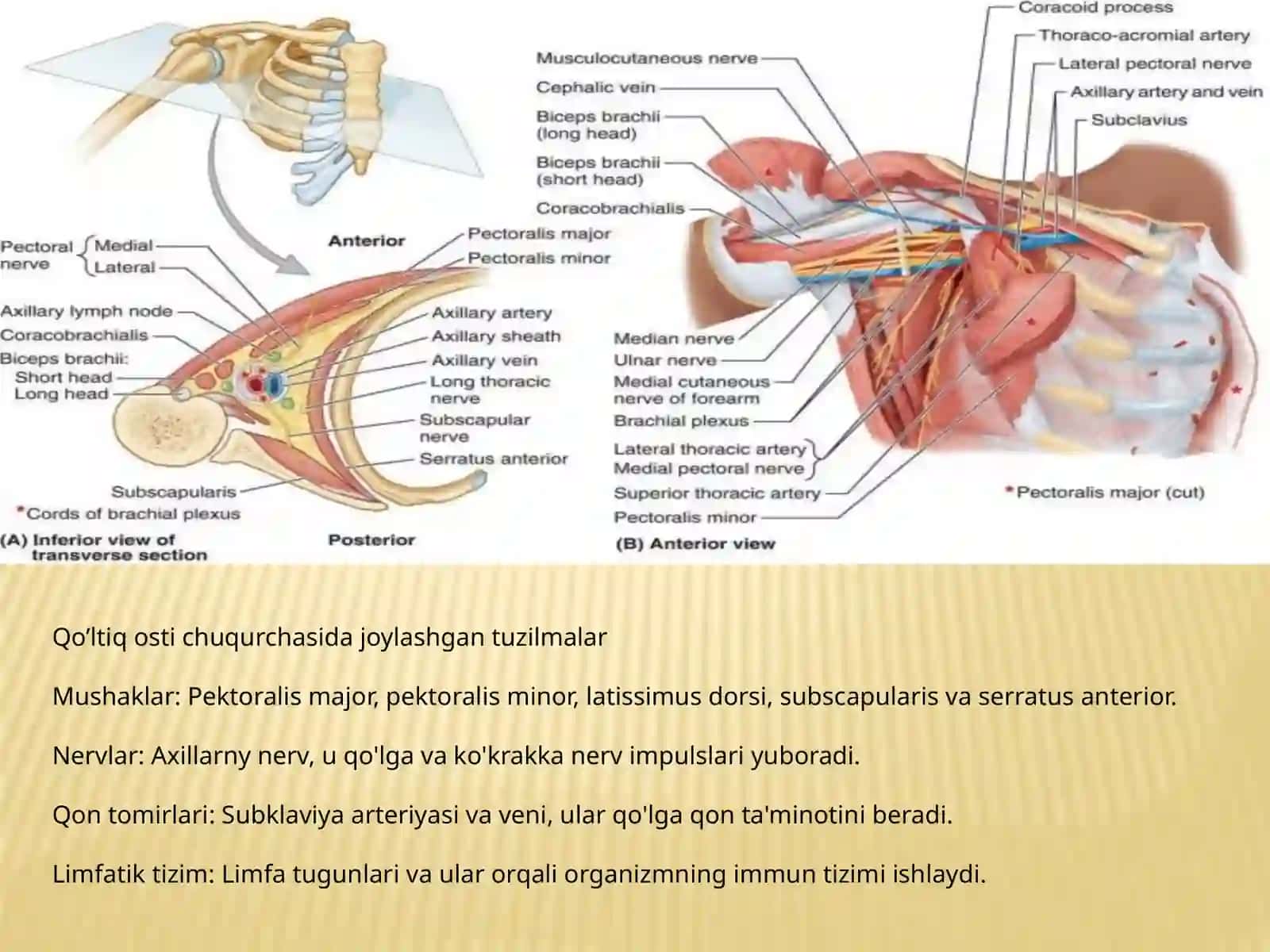 Qo’ltiq osti chuqurchasi chegarasi va anatomik xususiyatlari 4