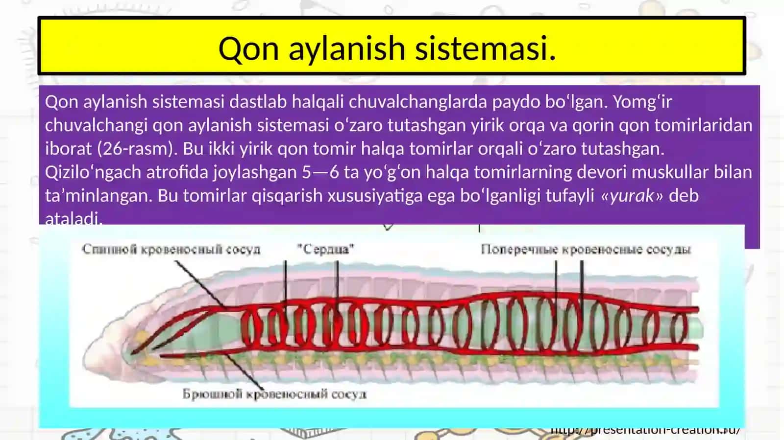 Yomg’ir chuvalchangining ichki tuzish 4