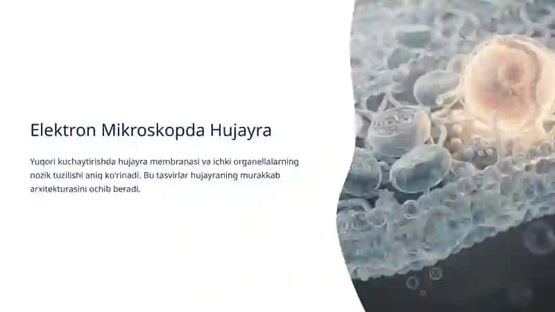 Hujayra va Hujayradan Tashqari Matriks O'rtasidagi Munosabatlar 4