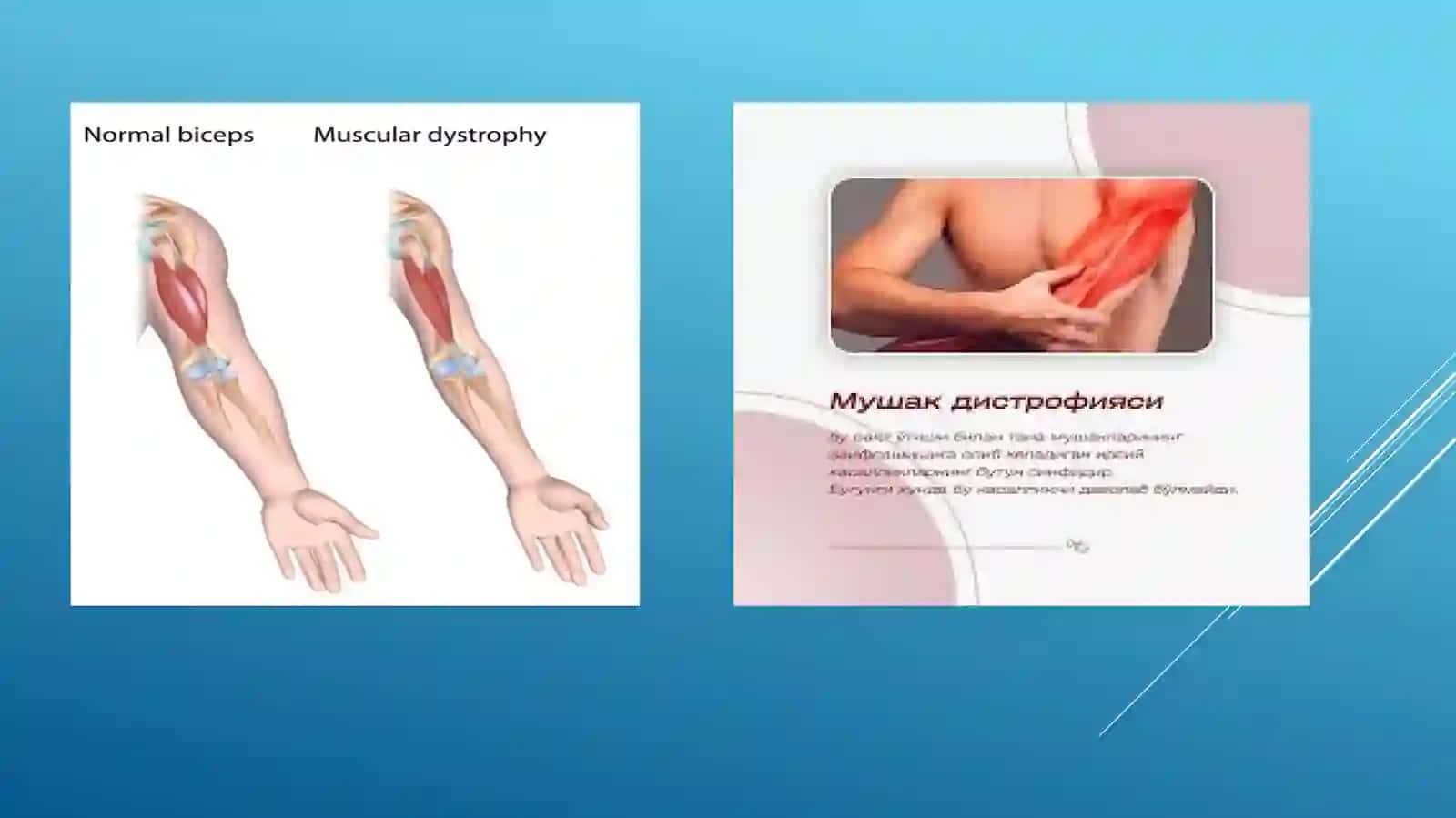 YURAK VA MUSHAK BIOKIMYOSI 4