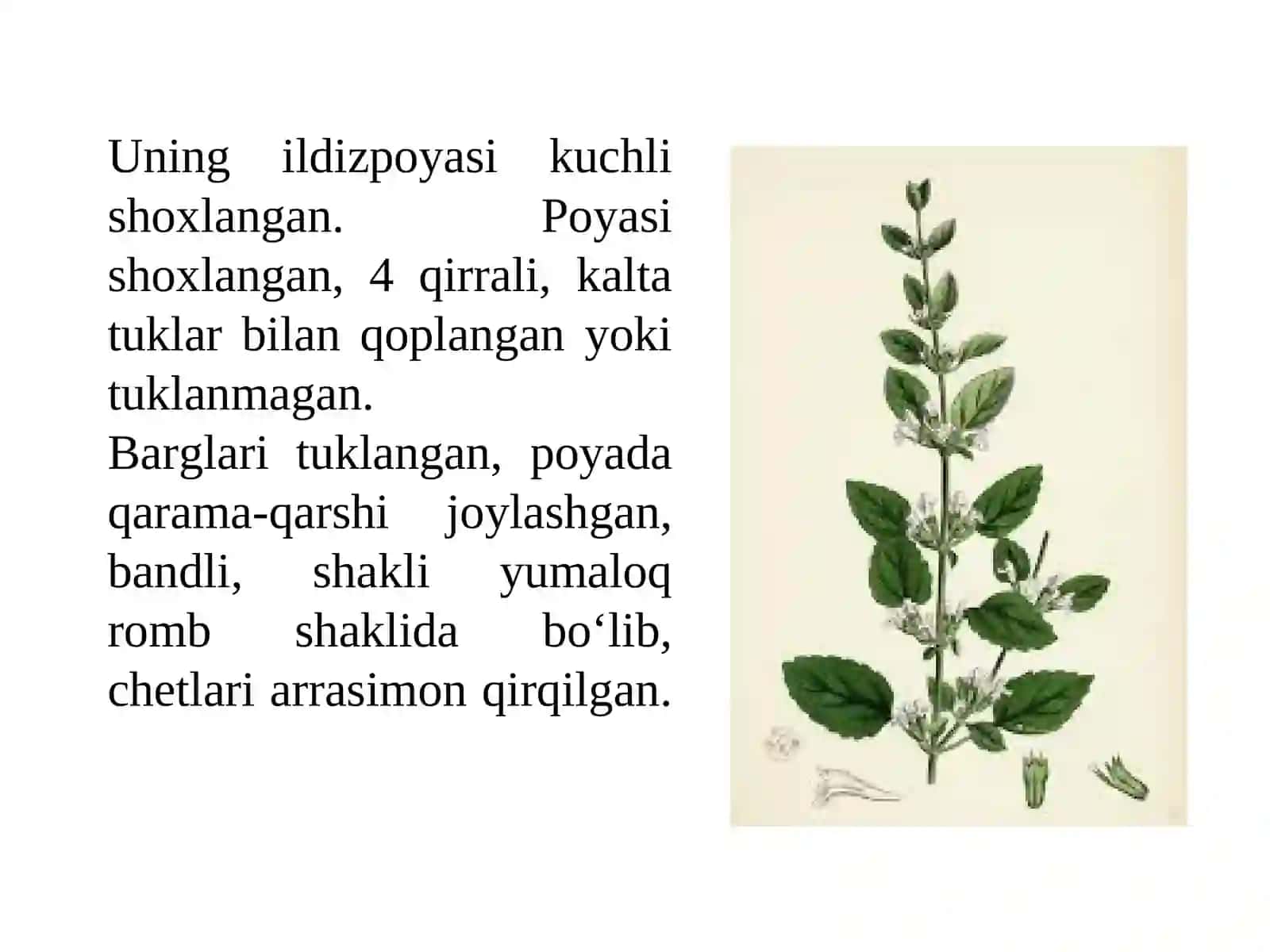 Limono‘to‘simligini yetishtirish texnologiyasi 4