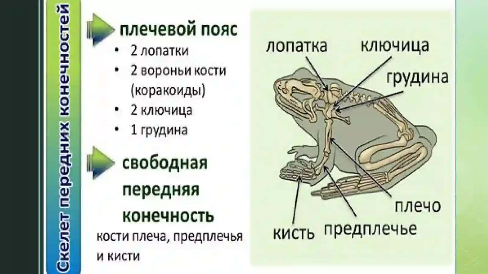 Koʻlbaqasining skeleti va ichki tuzilishi 4