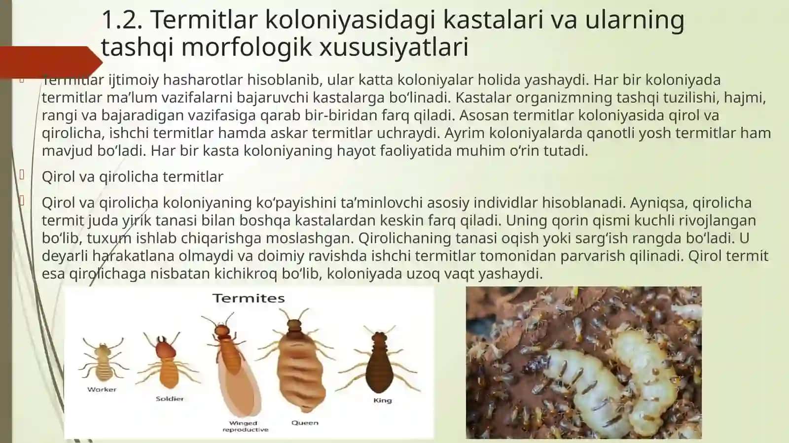 Termitlarning tashqi ichki tuzilishi ahamiyati 4