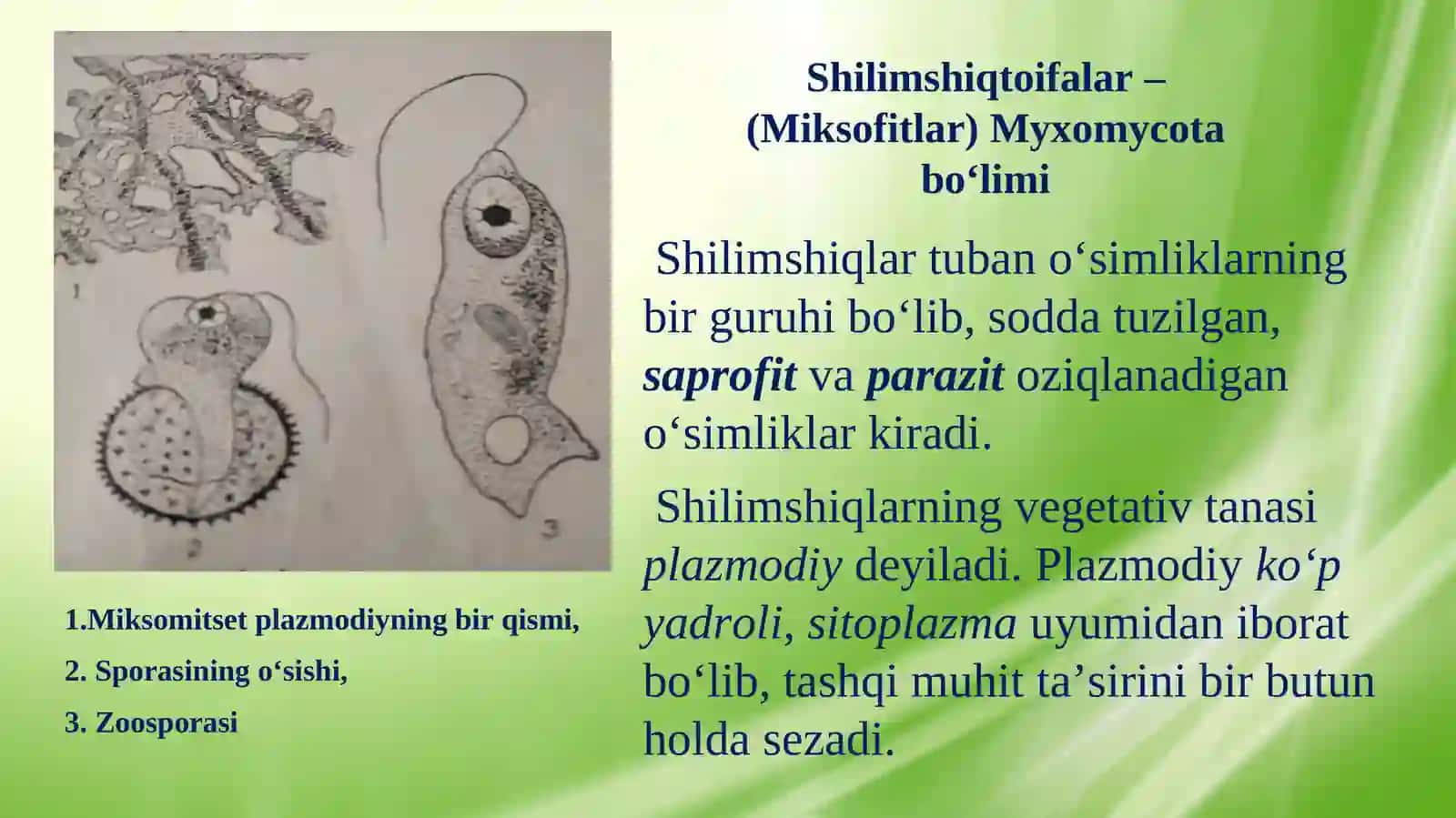Shilimshiqlar va Zamburug‘lar bo‘limi 4