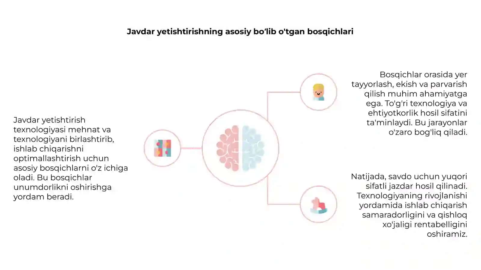 Javdar yetishtirish texnologiyasi 4
