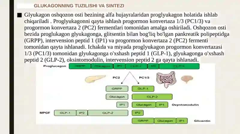 Glyukagongarmoni 4