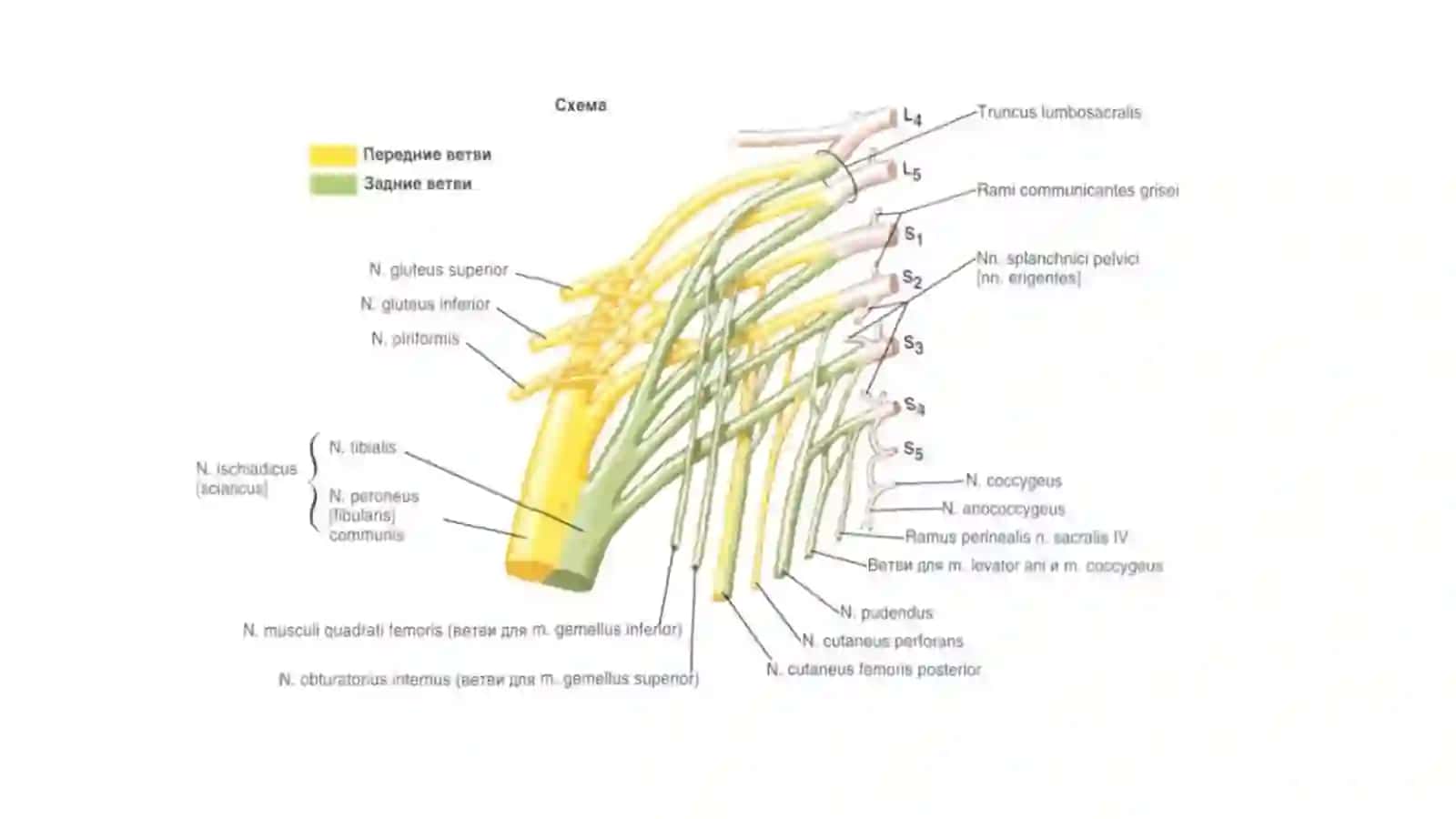 plexus lumbosacralis 4