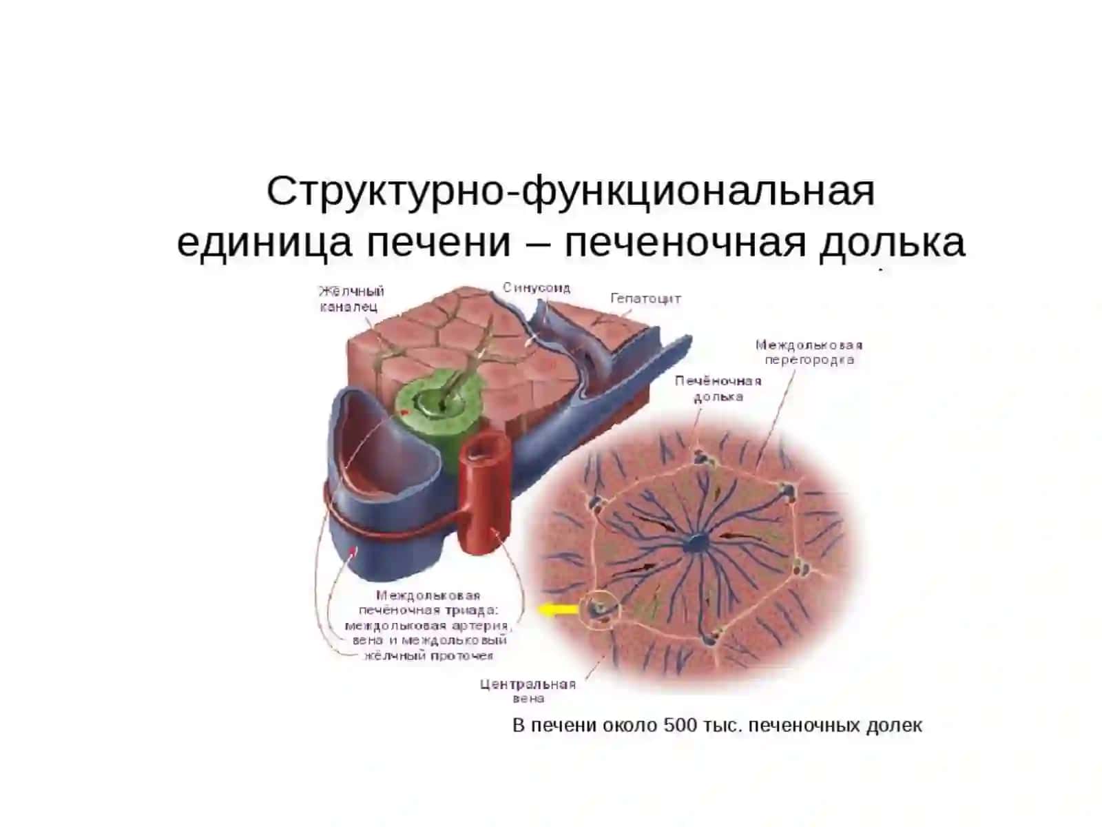 Биохимия печени 4