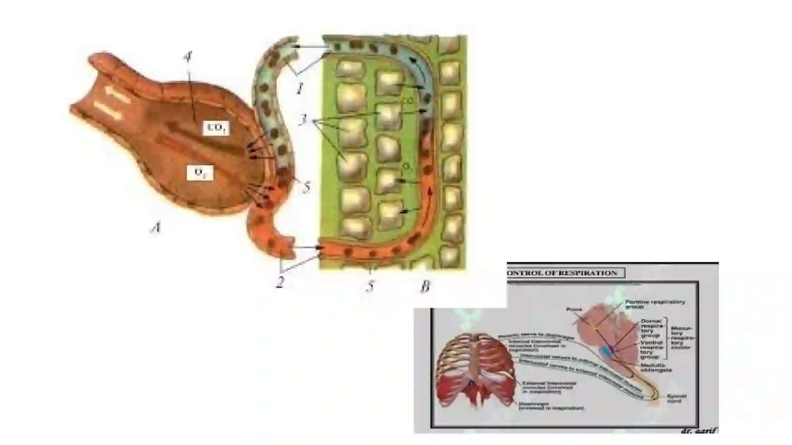 Normalfiziologiya 4