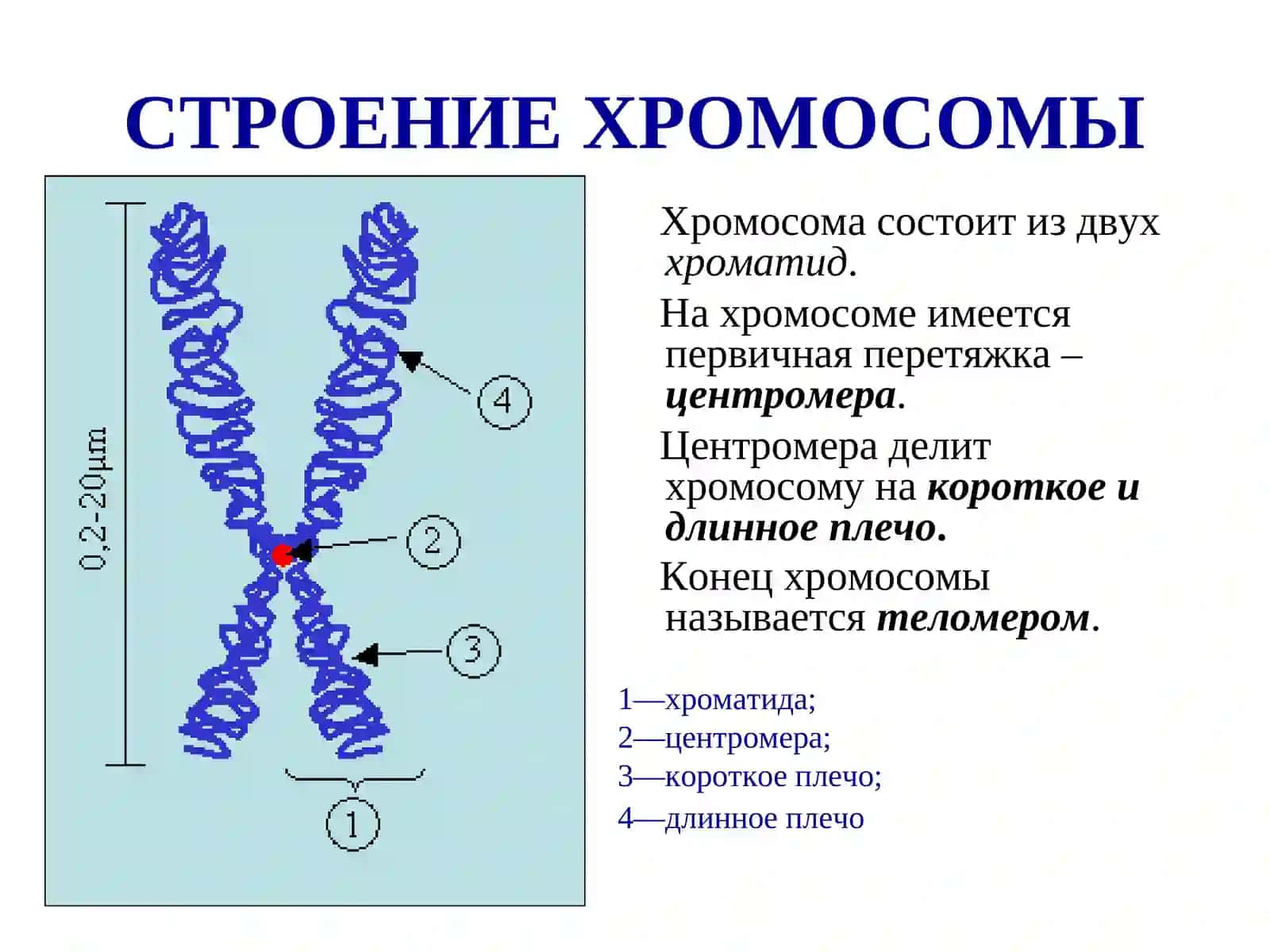 ХРОМОСОМЫ 4