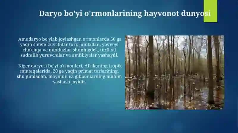 Daryo bo'yi o'rmonlari 4