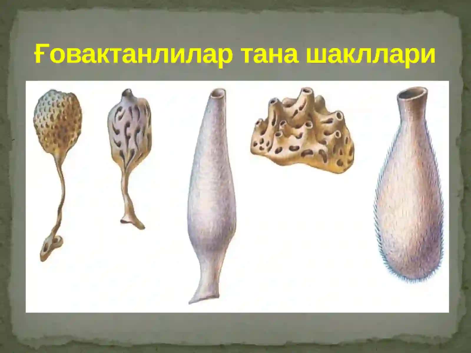 Porifera(Spongia) –Ғовактанлилар типи 4