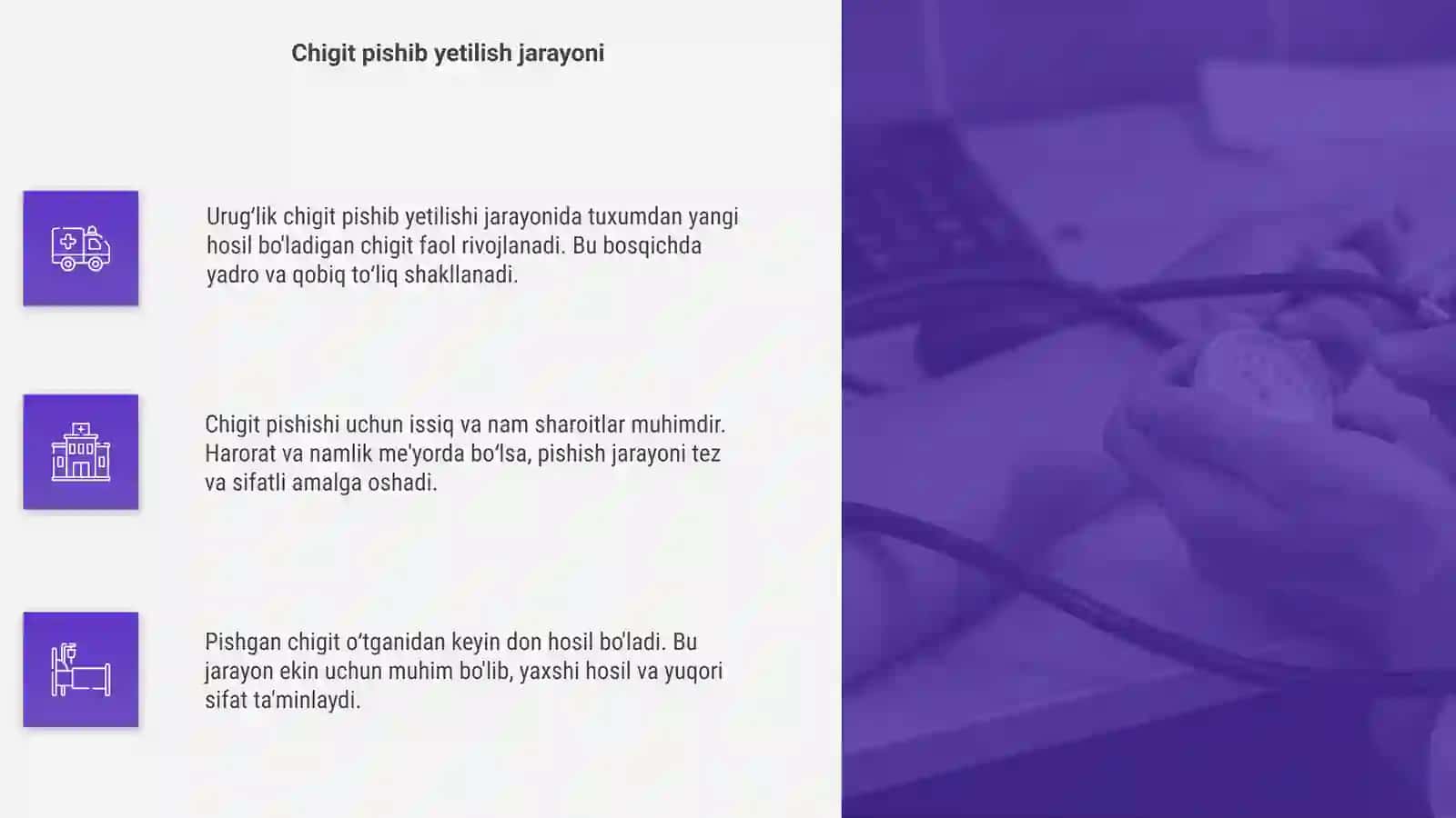 Urugʻlik chigit pishib yetilishi 4