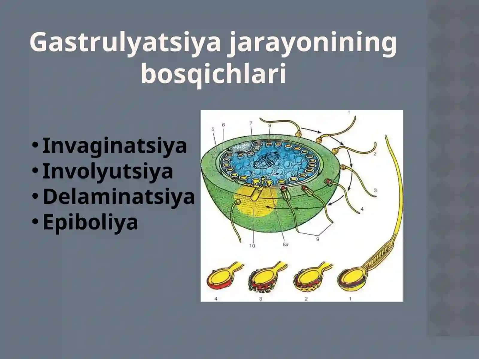 Gastrulyatsiya va O‘q Organlar 4