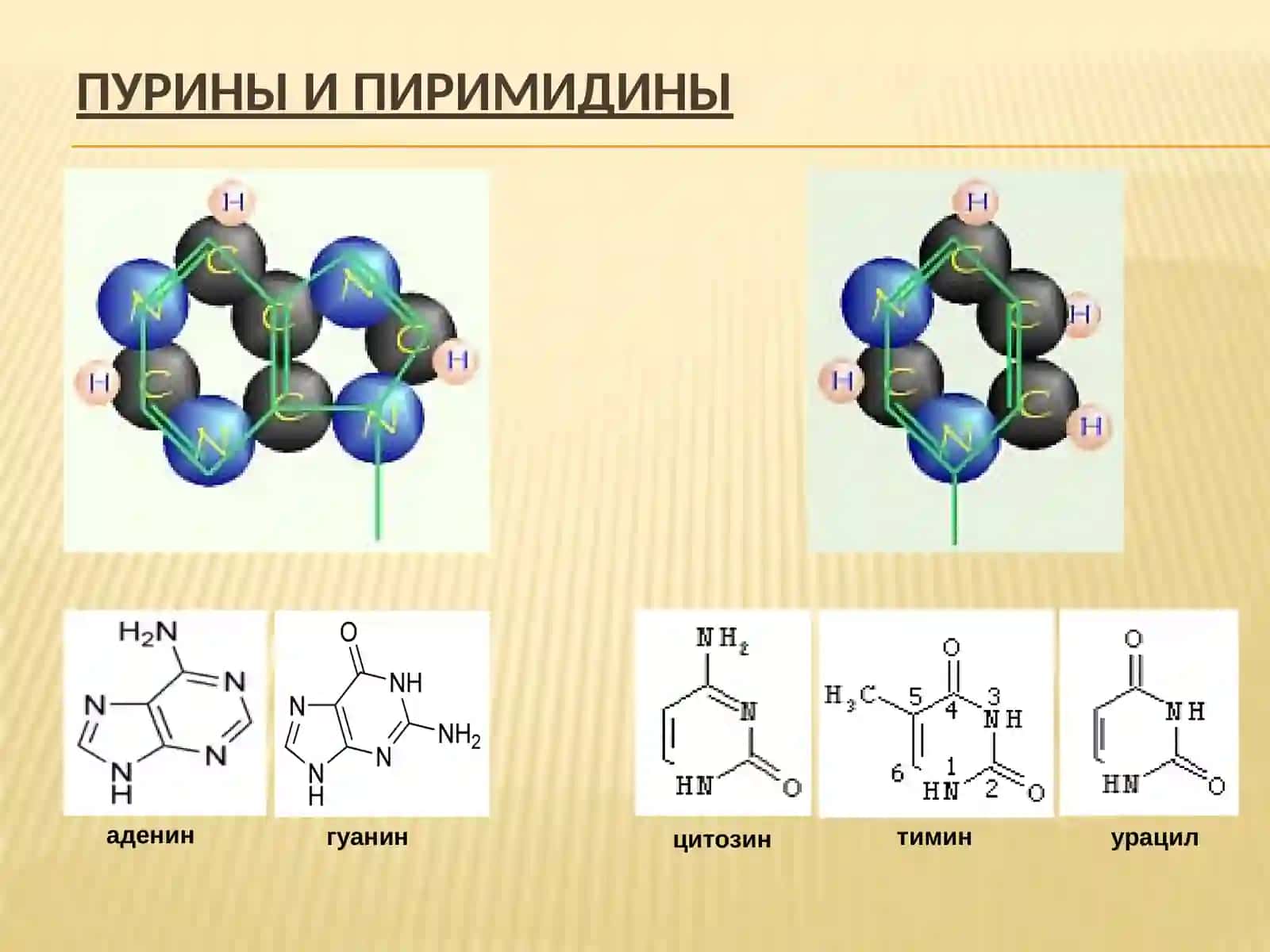 Основы молекулярной биологии 4