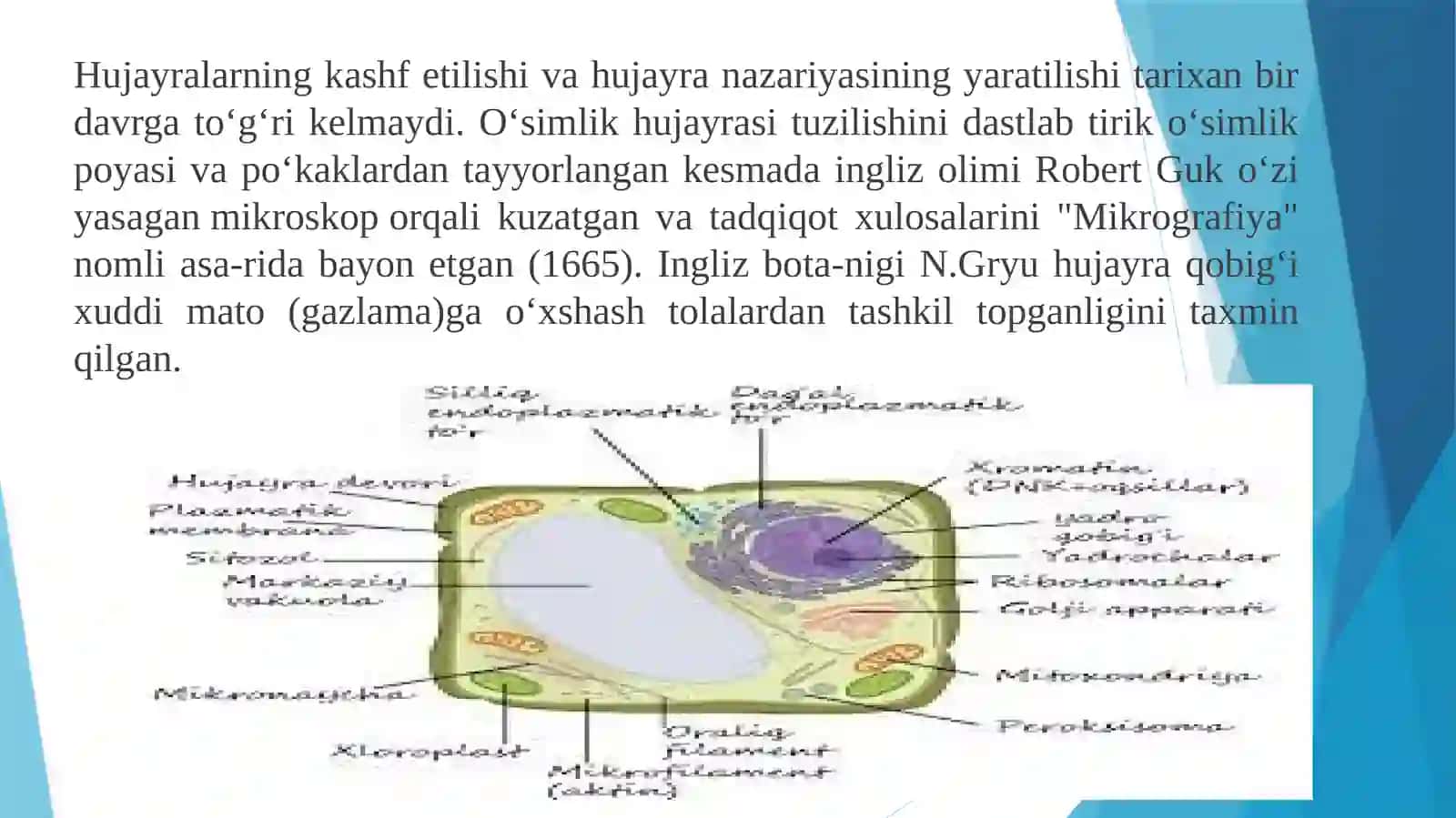 Hujayralarning umumiy morfologiyasini o’rganish 4