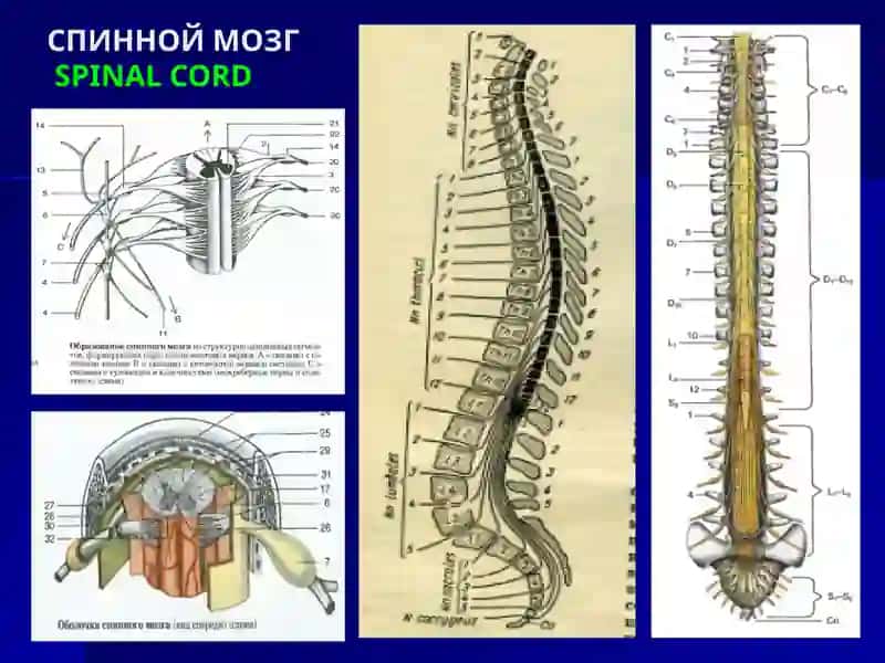 ОПЕРАЦИИ НА ПЕРИФЕРИЧЕСКИХ НЕРВАХ КОНЕЧНОСТЕЙ 4