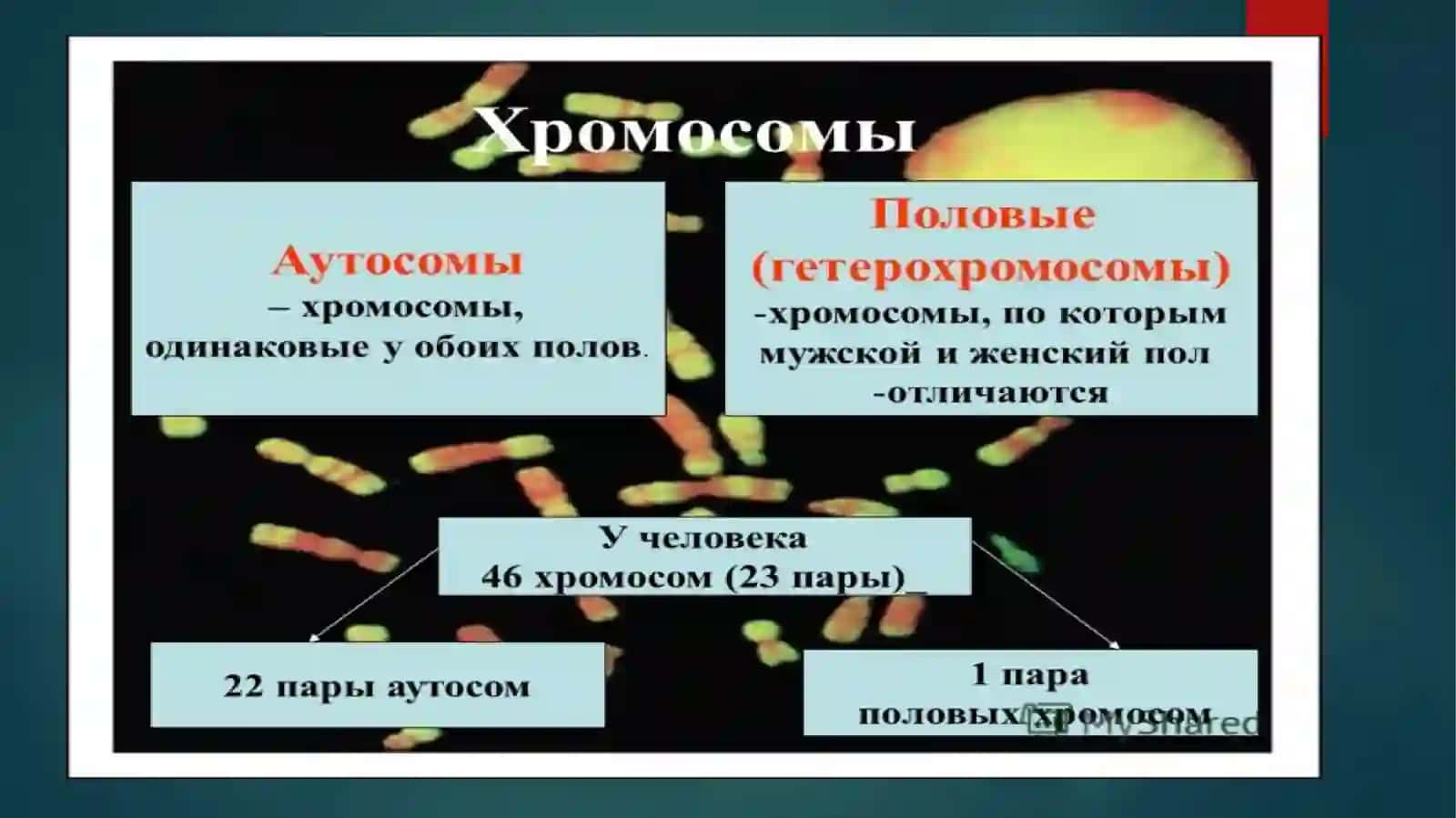 НАСЛЕДОВАНИЕ ПРИЗНАКОВ, СЦЕПЛЕННЫХ С ПОЛОМ 4