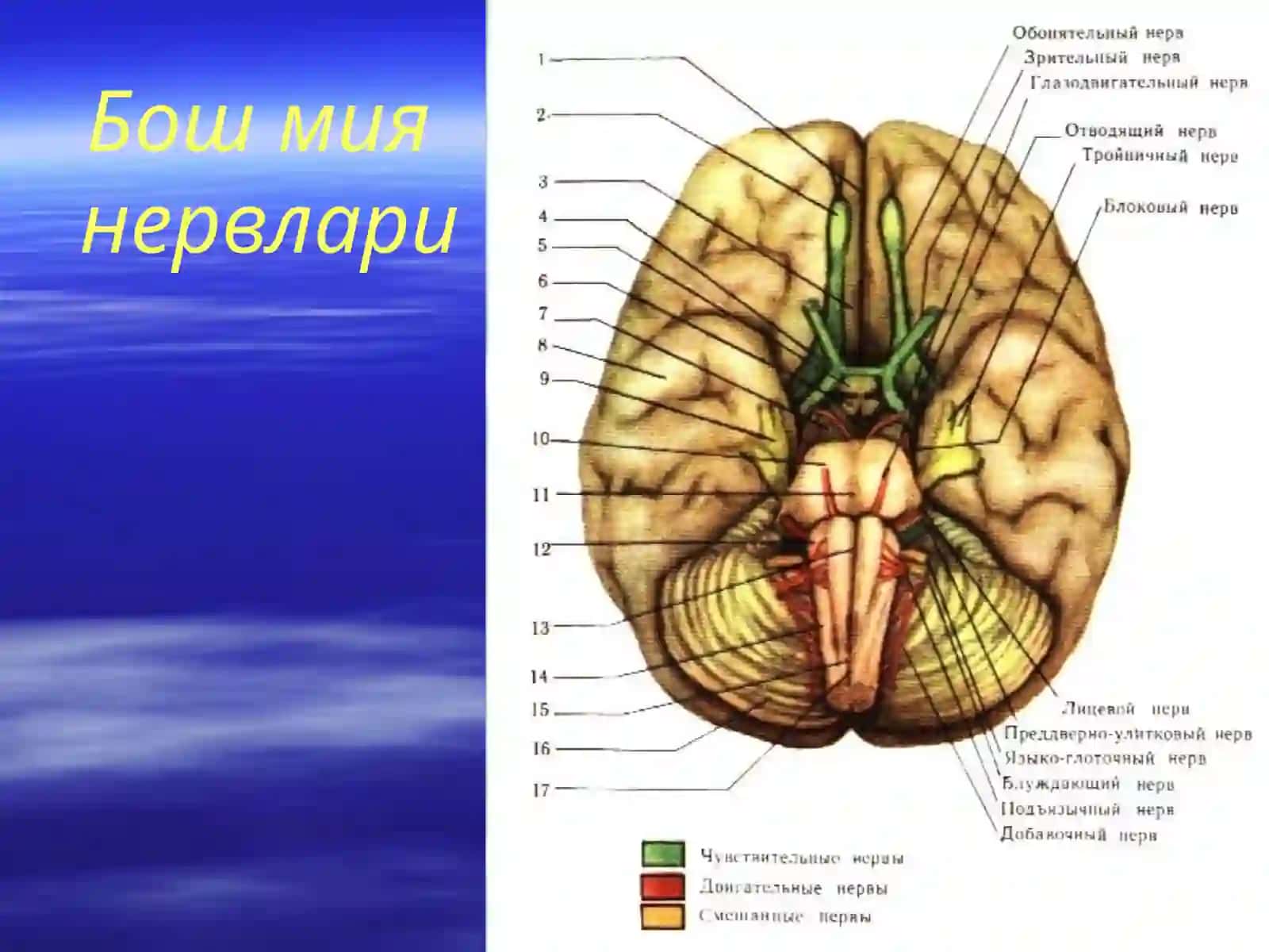 Нервларга классификация 4