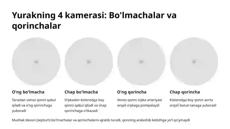 Yurakning tashqi va ichki tuzilishi 4