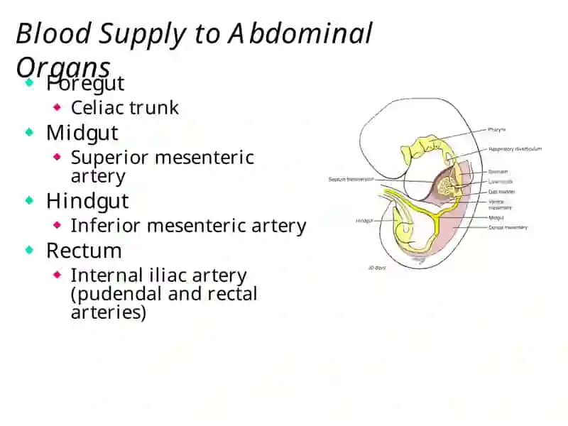 The Abdomen 4