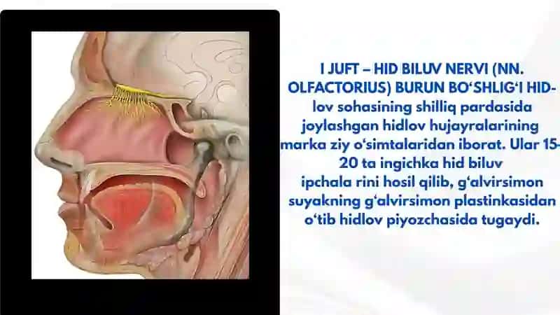 I-VI JUFT BOSH MIYA NERVLARI 4