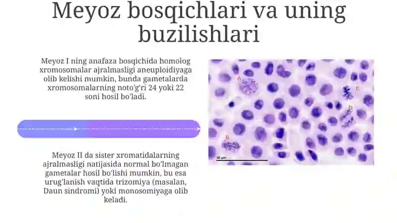 Metoz va meyoz potologiyasi 4