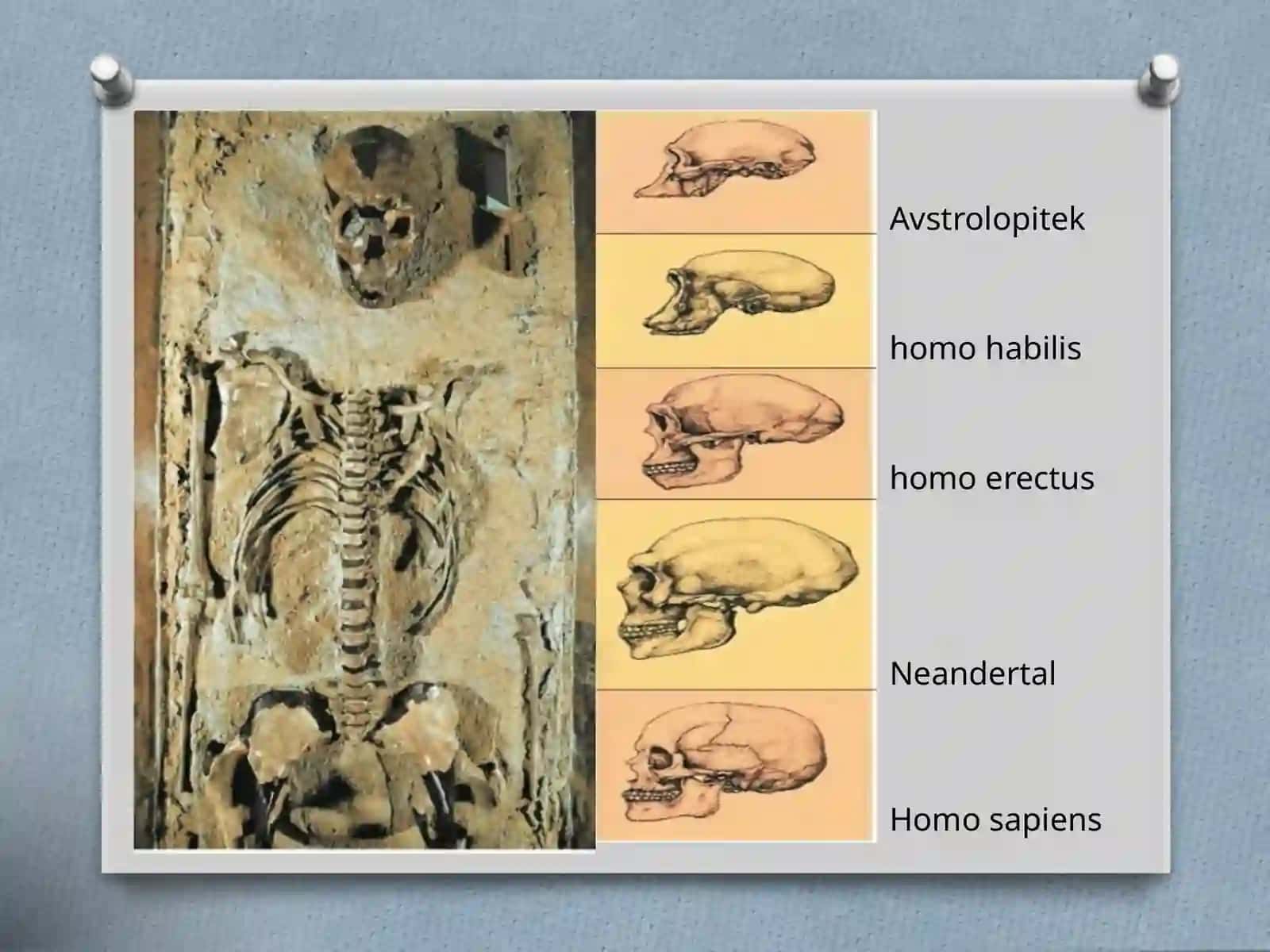 Gominidler evolyuciyasi erte da'wiri. Avstrolopitekler atli 4