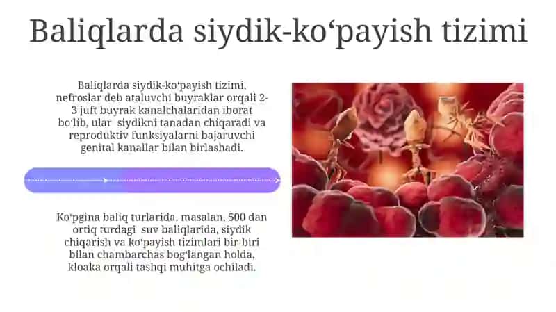 Umurtqalar a'zolar tizimi filogenezi 4