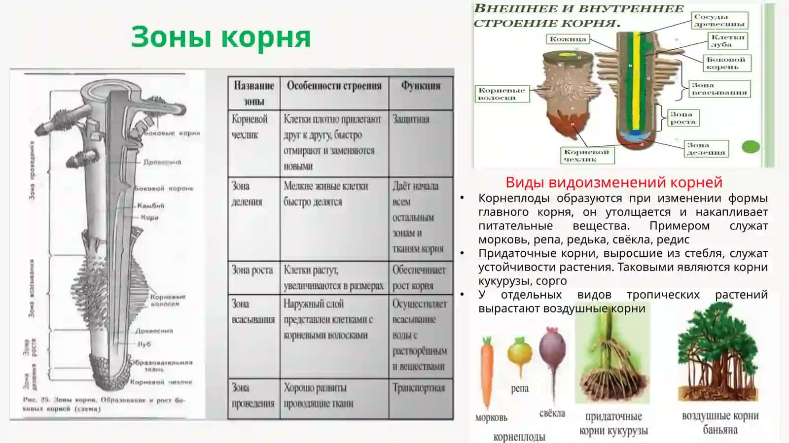 ТРЕТИЙ РАЗДЕЛ БОТАНИКИ 4