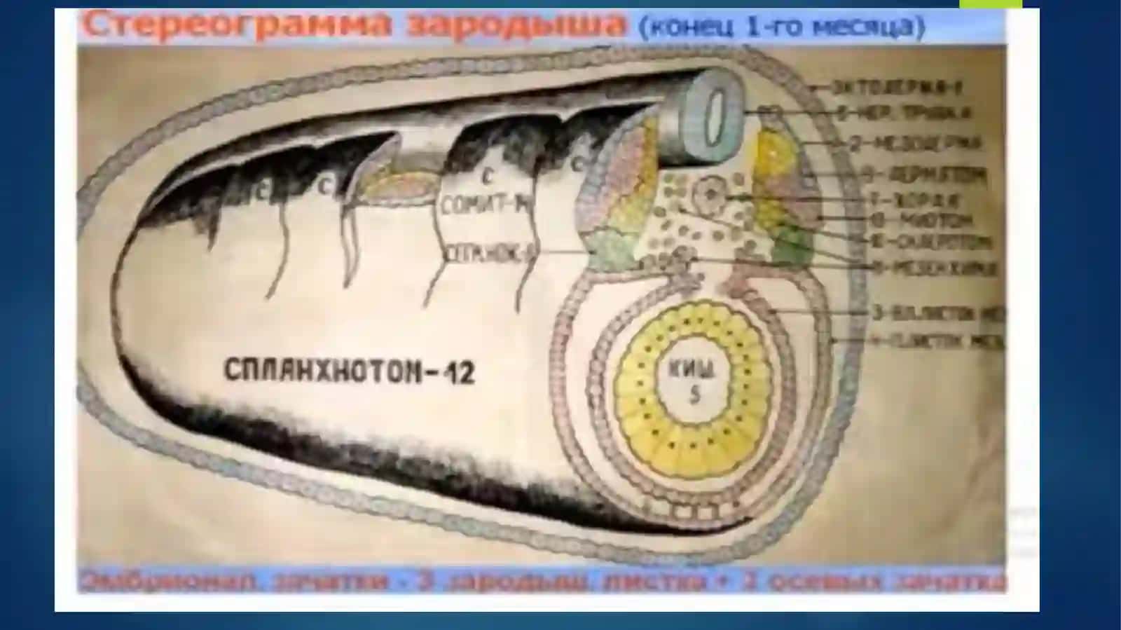 ЭРКАКЛАР ЖИНСИЙ ТИЗИМИ 4