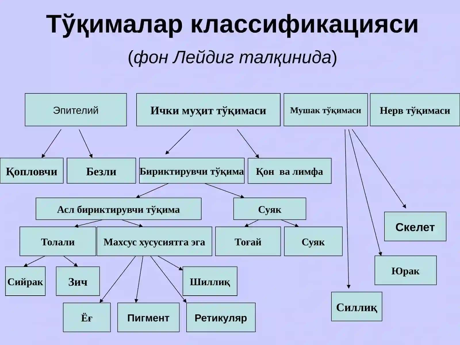 ЭПИТЕЛИЙ ТЎҚИМАСИ 4