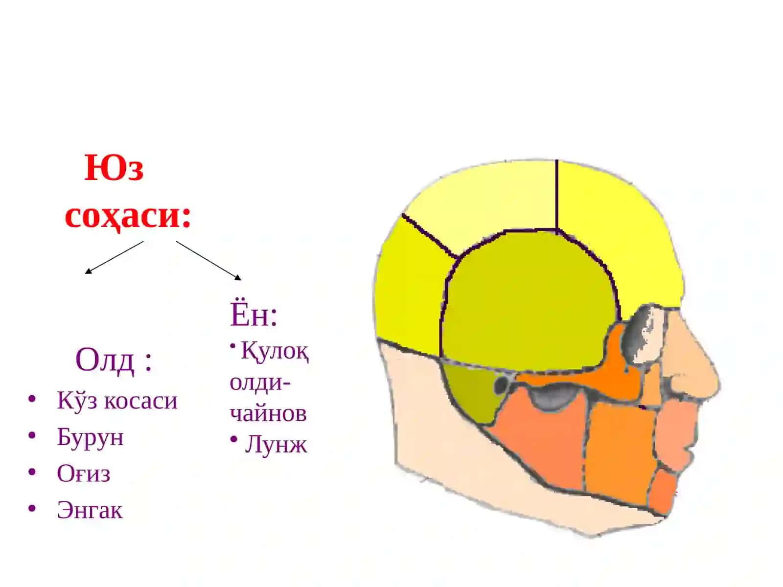 Central Asian Medical University 4