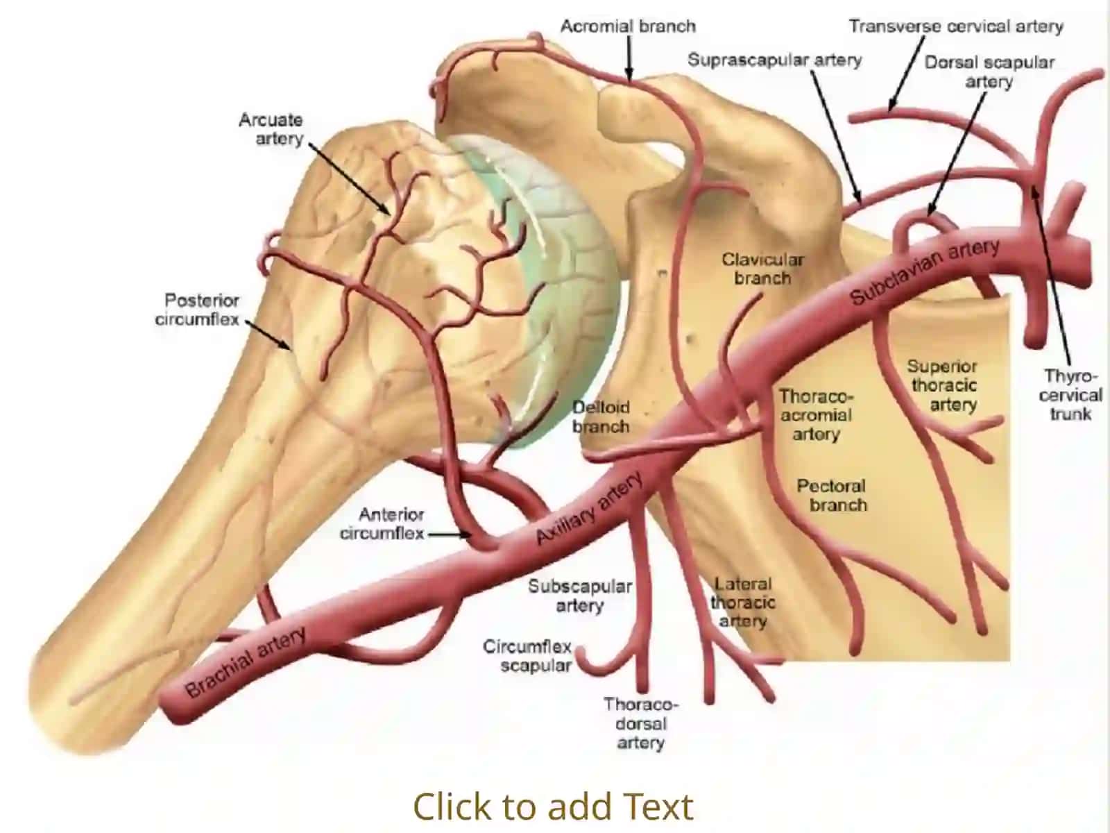 Qo'l arteriyasi A.Axillaris 4
