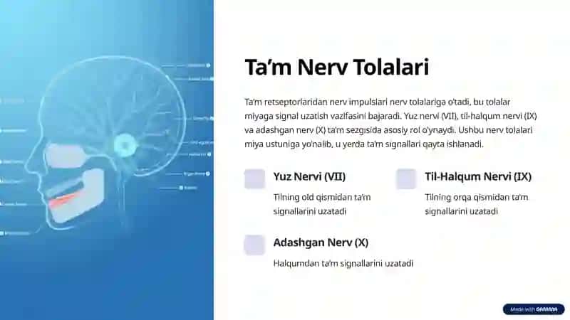 Ta’m Analizatorining Anatomiyasi va Fiziologiyasi 4