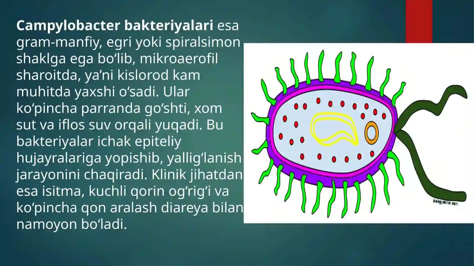 Ovqatdan zaharlanish kasalliklari 4